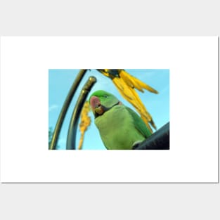 green macaw Posters and Art